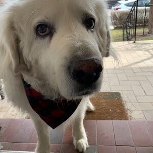 Meet your Posher, Dani